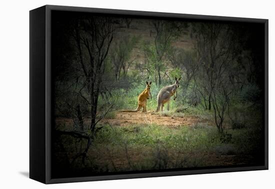 Australia, New South Wales, Broken Hill. a Red and Grey Kangaroo-Rona Schwarz-Framed Premier Image Canvas