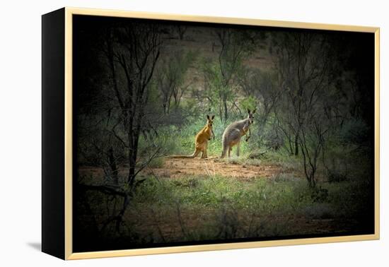 Australia, New South Wales, Broken Hill. a Red and Grey Kangaroo-Rona Schwarz-Framed Premier Image Canvas