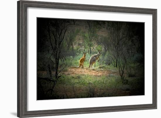 Australia, New South Wales, Broken Hill. a Red and Grey Kangaroo-Rona Schwarz-Framed Photographic Print