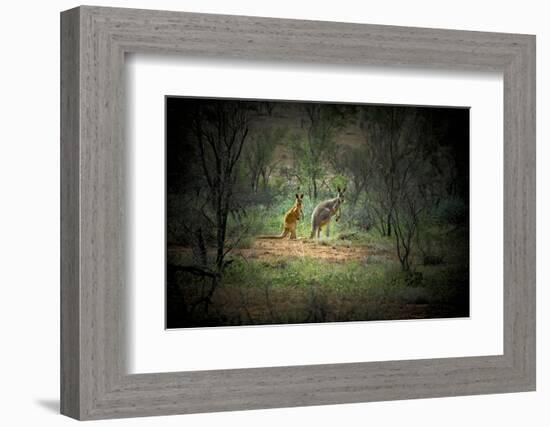 Australia, New South Wales, Broken Hill. a Red and Grey Kangaroo-Rona Schwarz-Framed Photographic Print