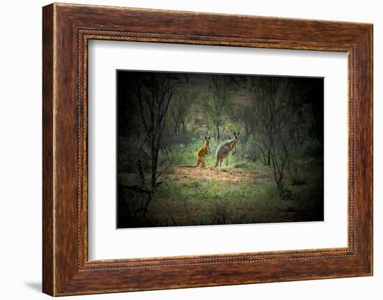 Australia, New South Wales, Broken Hill. a Red and Grey Kangaroo-Rona Schwarz-Framed Photographic Print