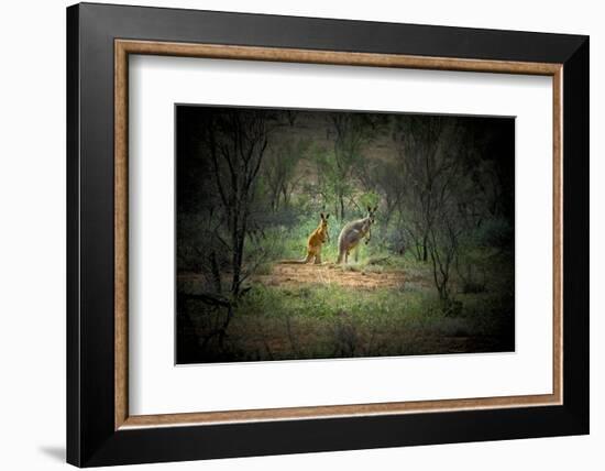 Australia, New South Wales, Broken Hill. a Red and Grey Kangaroo-Rona Schwarz-Framed Photographic Print