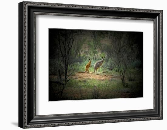 Australia, New South Wales, Broken Hill. a Red and Grey Kangaroo-Rona Schwarz-Framed Photographic Print