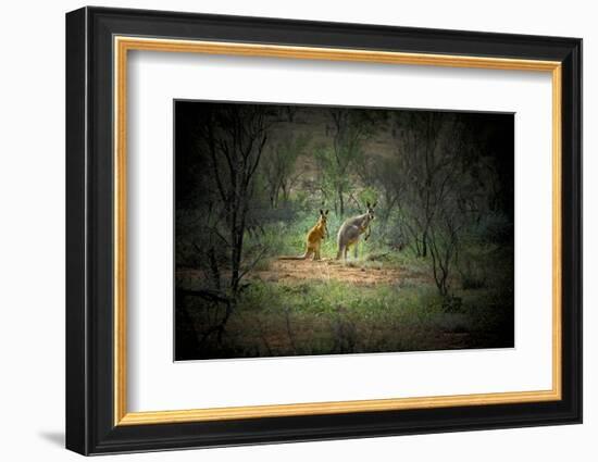 Australia, New South Wales, Broken Hill. a Red and Grey Kangaroo-Rona Schwarz-Framed Photographic Print