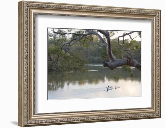 Australia, New South Wales, Sydney suburb Lugarno. Kayakers on peaceful Georges River-Trish Drury-Framed Photographic Print