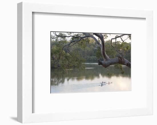 Australia, New South Wales, Sydney suburb Lugarno. Kayakers on peaceful Georges River-Trish Drury-Framed Photographic Print