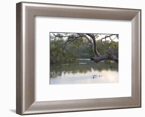 Australia, New South Wales, Sydney suburb Lugarno. Kayakers on peaceful Georges River-Trish Drury-Framed Photographic Print