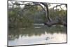Australia, New South Wales, Sydney suburb Lugarno. Kayakers on peaceful Georges River-Trish Drury-Mounted Photographic Print