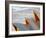 Australia, New South Wales, Sydney, Sydney Opera House, Close-Up at Sunrise-Shaun Egan-Framed Photographic Print