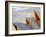 Australia, New South Wales, Sydney, Sydney Opera House, Close-Up at Sunrise-Shaun Egan-Framed Photographic Print