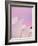 Australia, New South Wales, Sydney, Sydney Opera House, Close-Up of Opera House at Dawn-Shaun Egan-Framed Photographic Print