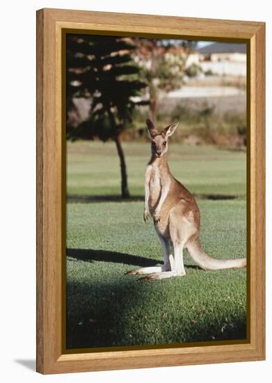 Australia, New South Wales, Yamba Golf Course, Eastern Grey Kangaroo-Peter Skinner-Framed Premier Image Canvas