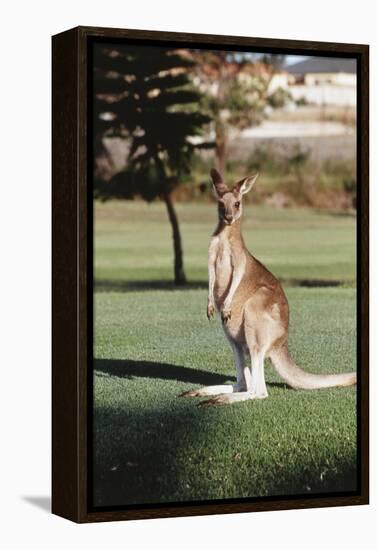 Australia, New South Wales, Yamba Golf Course, Eastern Grey Kangaroo-Peter Skinner-Framed Premier Image Canvas