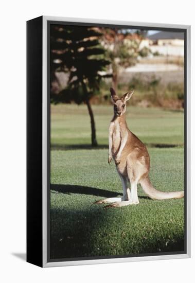 Australia, New South Wales, Yamba Golf Course, Eastern Grey Kangaroo-Peter Skinner-Framed Premier Image Canvas