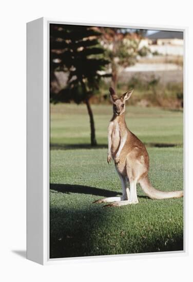 Australia, New South Wales, Yamba Golf Course, Eastern Grey Kangaroo-Peter Skinner-Framed Premier Image Canvas