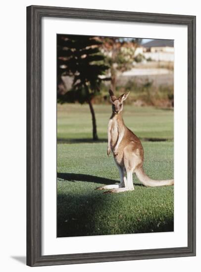 Australia, New South Wales, Yamba Golf Course, Eastern Grey Kangaroo-Peter Skinner-Framed Photographic Print