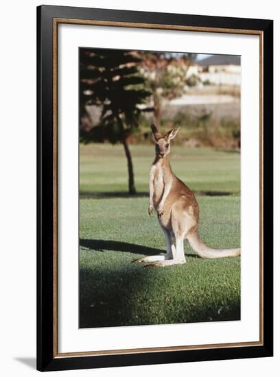 Australia, New South Wales, Yamba Golf Course, Eastern Grey Kangaroo-Peter Skinner-Framed Photographic Print