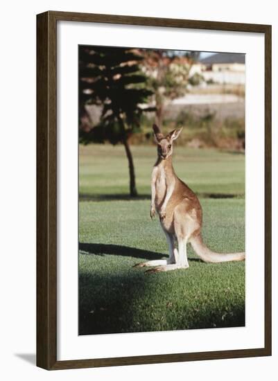Australia, New South Wales, Yamba Golf Course, Eastern Grey Kangaroo-Peter Skinner-Framed Photographic Print