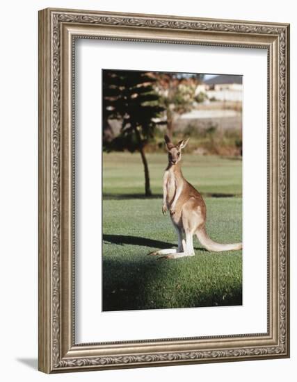 Australia, New South Wales, Yamba Golf Course, Eastern Grey Kangaroo-Peter Skinner-Framed Photographic Print