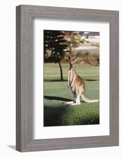 Australia, New South Wales, Yamba Golf Course, Eastern Grey Kangaroo-Peter Skinner-Framed Photographic Print