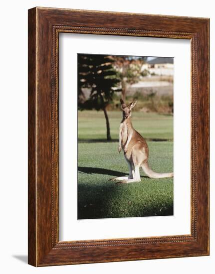 Australia, New South Wales, Yamba Golf Course, Eastern Grey Kangaroo-Peter Skinner-Framed Photographic Print