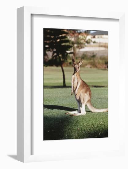 Australia, New South Wales, Yamba Golf Course, Eastern Grey Kangaroo-Peter Skinner-Framed Photographic Print