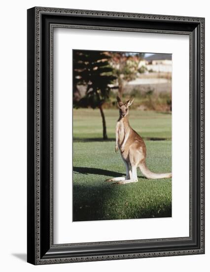 Australia, New South Wales, Yamba Golf Course, Eastern Grey Kangaroo-Peter Skinner-Framed Photographic Print