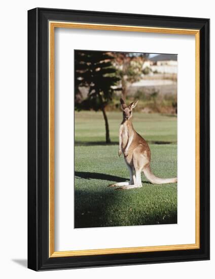 Australia, New South Wales, Yamba Golf Course, Eastern Grey Kangaroo-Peter Skinner-Framed Photographic Print