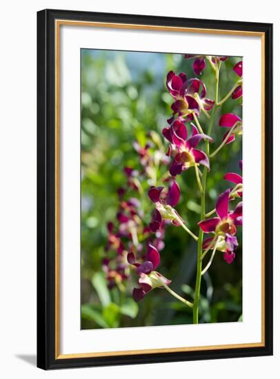 Australia, Northern Territory, Darwin. Jennys Orchid Garden-Cindy Miller Hopkins-Framed Photographic Print