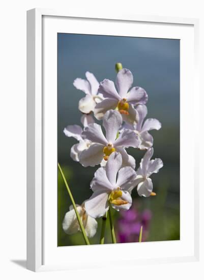 Australia, Northern Territory, Darwin. Jennys Orchid Garden-Cindy Miller Hopkins-Framed Photographic Print