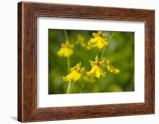 Australia, Northern Territory, Darwin. Jennys Orchid Garden-Cindy Miller Hopkins-Framed Photographic Print