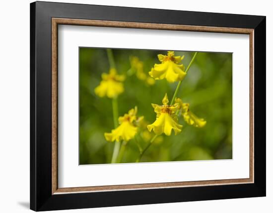 Australia, Northern Territory, Darwin. Jennys Orchid Garden-Cindy Miller Hopkins-Framed Photographic Print