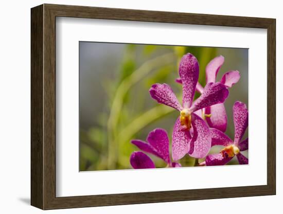 Australia, Northern Territory, Darwin. Jennys Orchid Garden-Cindy Miller Hopkins-Framed Photographic Print