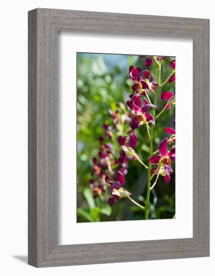 Australia, Northern Territory, Darwin. Jennys Orchid Garden-Cindy Miller Hopkins-Framed Photographic Print