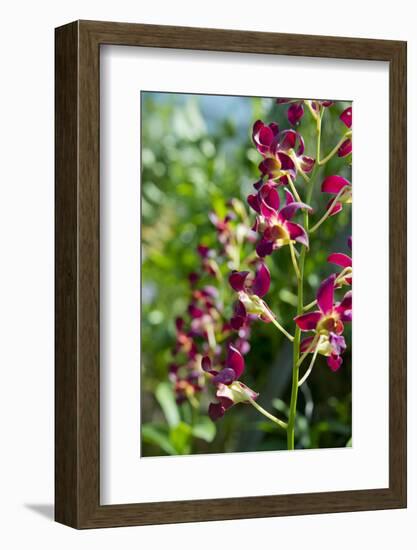 Australia, Northern Territory, Darwin. Jennys Orchid Garden-Cindy Miller Hopkins-Framed Photographic Print