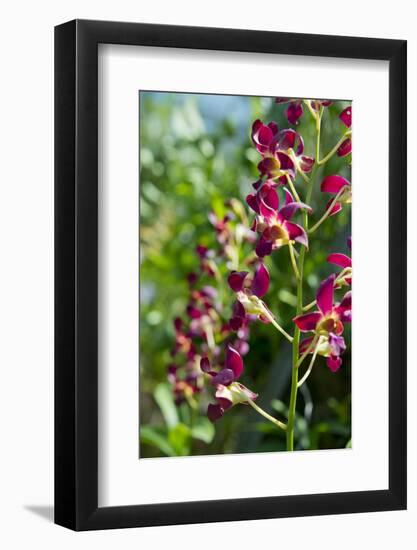 Australia, Northern Territory, Darwin. Jennys Orchid Garden-Cindy Miller Hopkins-Framed Photographic Print