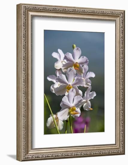 Australia, Northern Territory, Darwin. Jennys Orchid Garden-Cindy Miller Hopkins-Framed Photographic Print