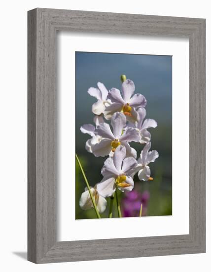 Australia, Northern Territory, Darwin. Jennys Orchid Garden-Cindy Miller Hopkins-Framed Photographic Print