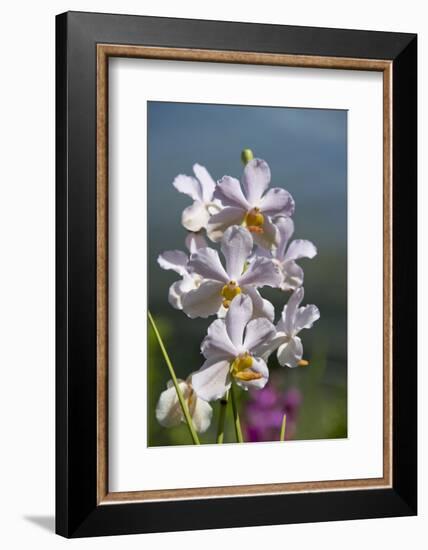 Australia, Northern Territory, Darwin. Jennys Orchid Garden-Cindy Miller Hopkins-Framed Photographic Print