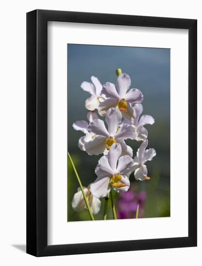 Australia, Northern Territory, Darwin. Jennys Orchid Garden-Cindy Miller Hopkins-Framed Photographic Print