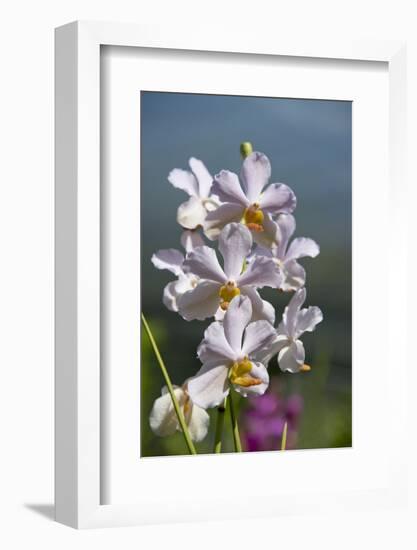 Australia, Northern Territory, Darwin. Jennys Orchid Garden-Cindy Miller Hopkins-Framed Photographic Print