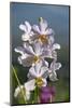Australia, Northern Territory, Darwin. Jennys Orchid Garden-Cindy Miller Hopkins-Mounted Photographic Print