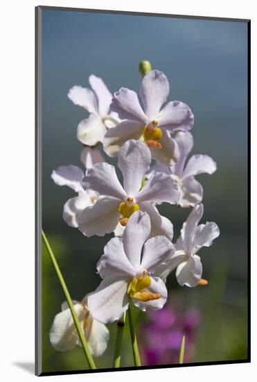Australia, Northern Territory, Darwin. Jennys Orchid Garden-Cindy Miller Hopkins-Mounted Photographic Print