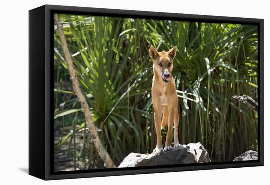 Australia, Northern Territory, Darwin. Territory Wildlife Park. Dingo-Cindy Miller Hopkins-Framed Premier Image Canvas