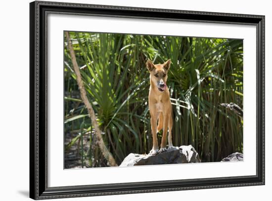 Australia, Northern Territory, Darwin. Territory Wildlife Park. Dingo-Cindy Miller Hopkins-Framed Photographic Print