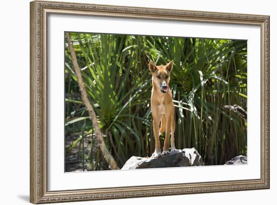 Australia, Northern Territory, Darwin. Territory Wildlife Park. Dingo-Cindy Miller Hopkins-Framed Photographic Print