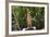 Australia, Northern Territory, Darwin. Territory Wildlife Park. Dingo-Cindy Miller Hopkins-Framed Photographic Print