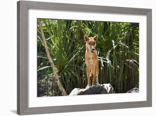 Australia, Northern Territory, Darwin. Territory Wildlife Park. Dingo-Cindy Miller Hopkins-Framed Photographic Print