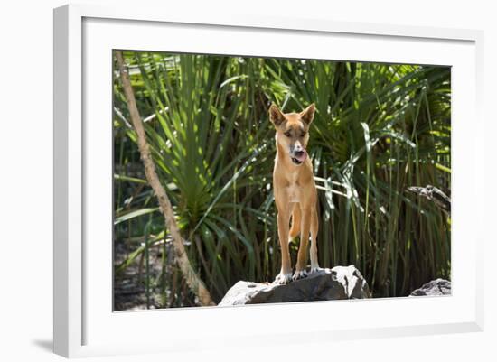 Australia, Northern Territory, Darwin. Territory Wildlife Park. Dingo-Cindy Miller Hopkins-Framed Photographic Print