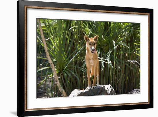 Australia, Northern Territory, Darwin. Territory Wildlife Park. Dingo-Cindy Miller Hopkins-Framed Photographic Print